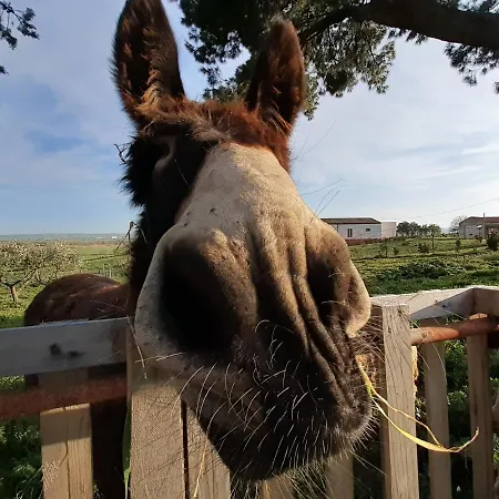 Masseria Moschella Séjour à la ferme